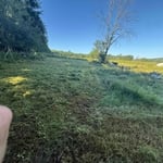 Overgrown lawn.