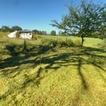 Overgrown lawn.