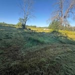 Overgrown lawn.