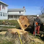 Large silver maple removal