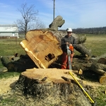 Large silver maple removal