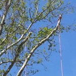 Sycamore removal