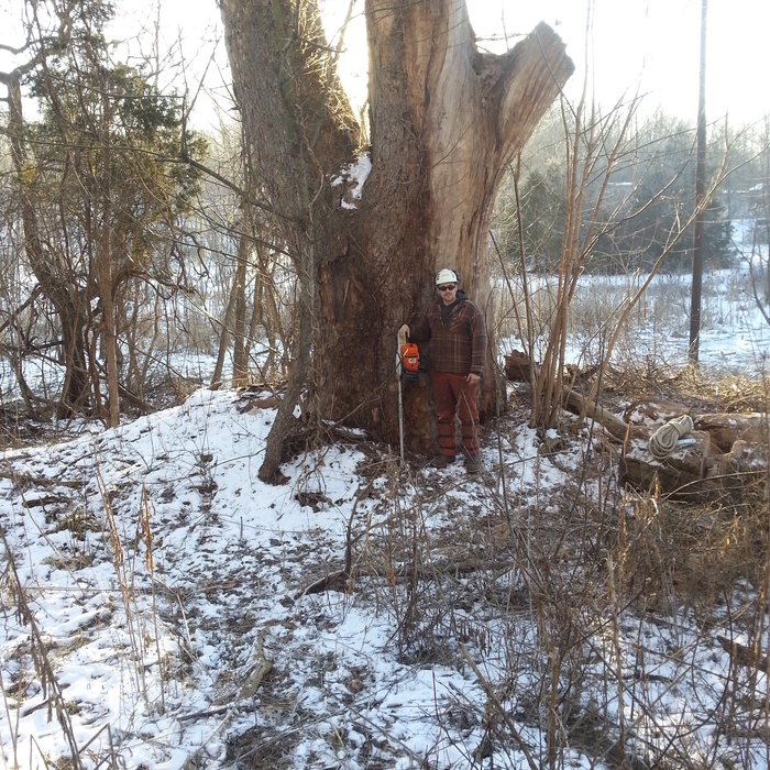 7' Sycamore tree removal