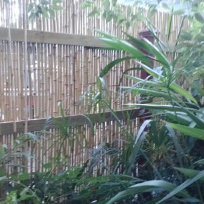 The back of bamboo fencing