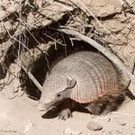 Armadillo coming out of its den