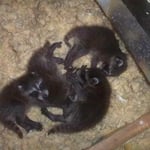 Baby raccoons that we removed from an attic