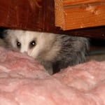 Opossum in a customer's attic