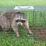 Raccoon caught trying to get in an attic
