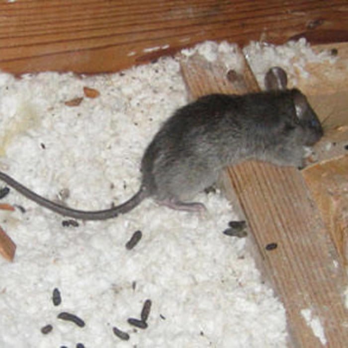 Rats and mice in an attic