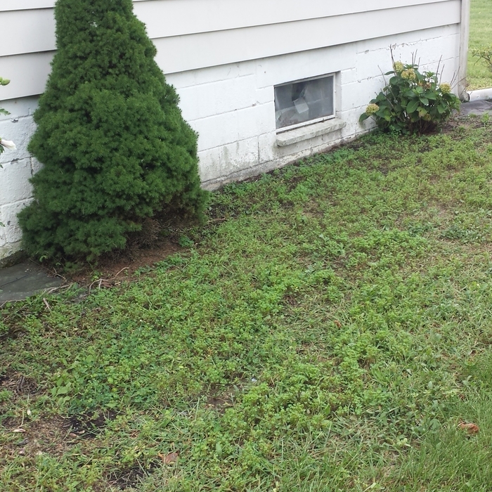 Rear of house