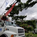 Pine removal with crane