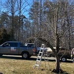 Overgrown Fruit Tree