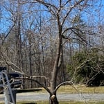 Overgrown Fruit Tree