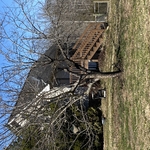 Overgrown Fruit Tree