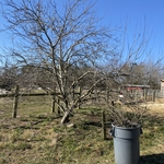 Overgrown Fruit Tree