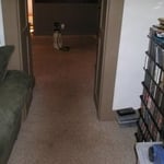Before and After of Dog Oil