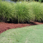 Colored pine straw