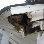 Squirrel damage