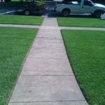 first cut new st. augustine grass