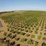 Array #2 and Field