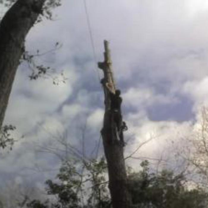 Hospital Tree Removal