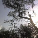 Hospital Tree Removal