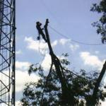 Hospital Tree Removal