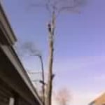 Residental Tree Removal