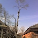 Residental Tree Removal