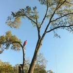 Tree cutting