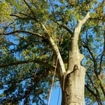 Tree treaming