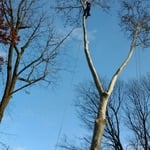 Tree cutting
