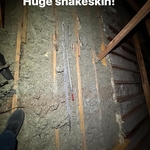 Snakes in an attic