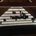 Large Brown Bats in gable vent