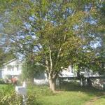Infected English Walnut