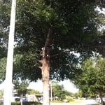 USA Tree Service LLC