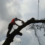 USA Tree Service LLC