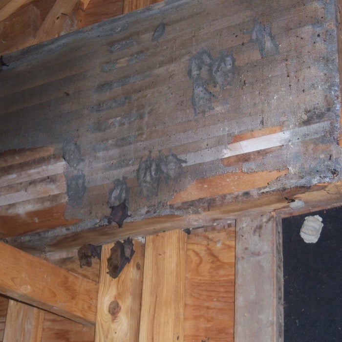 Bats in a Gable Vent