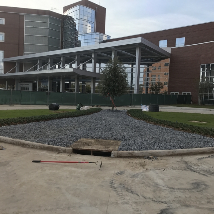 Completed circle with large live oak