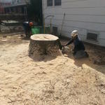 Large Oak Stump