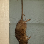 Norway rat caught a job