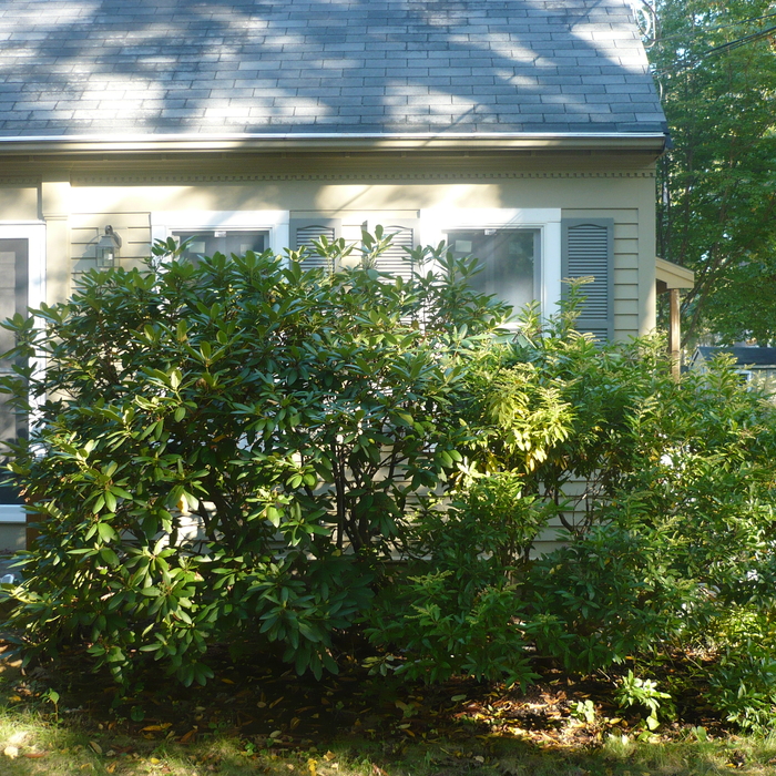 Shrub before