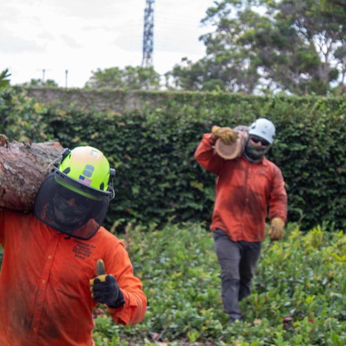 Tree Removal