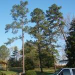 Project in Concord