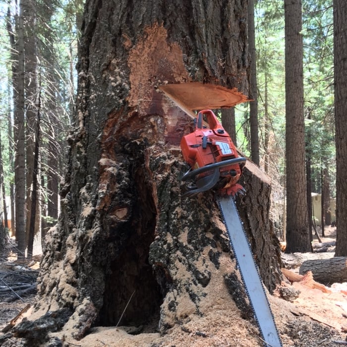 Tree Work
