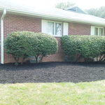 Mulch & large hedge shaping