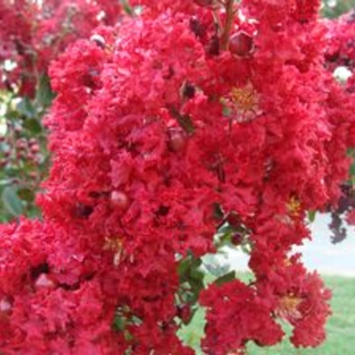 Dynamite Crapemyrtle