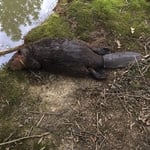 Beaver Pic