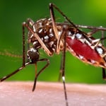 Mosquito Reduction