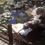 Koi Pond